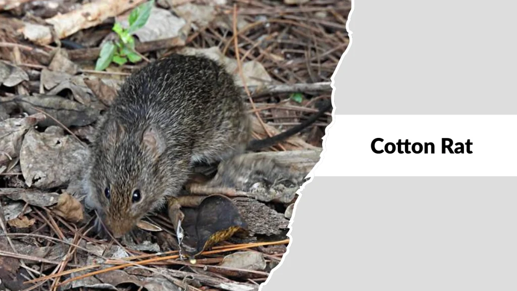 Cotton Rat