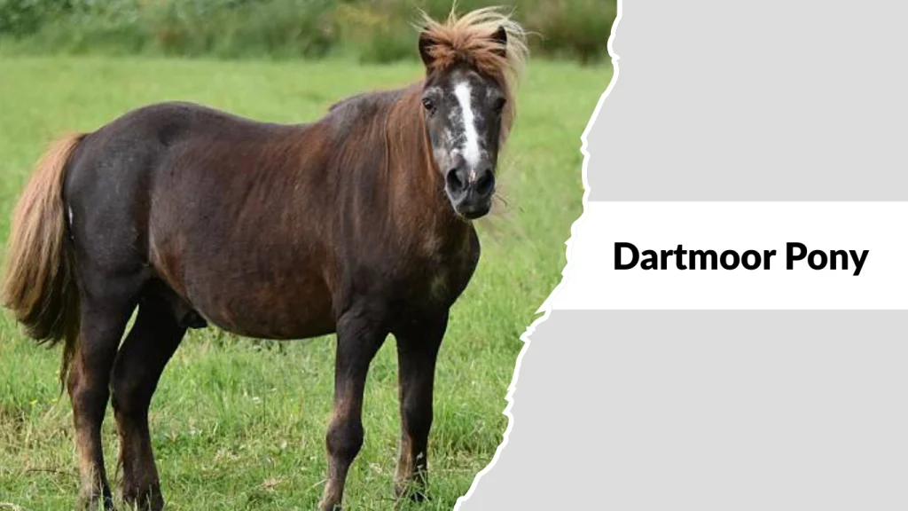 Dartmoor Pony