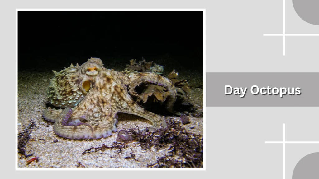 Day Octopus
