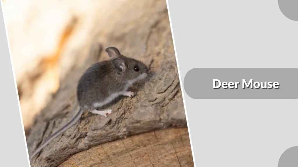 Deer Mouse