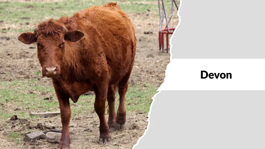 Devon