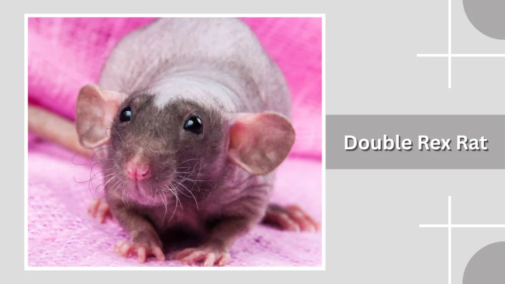 Double Rex Rat