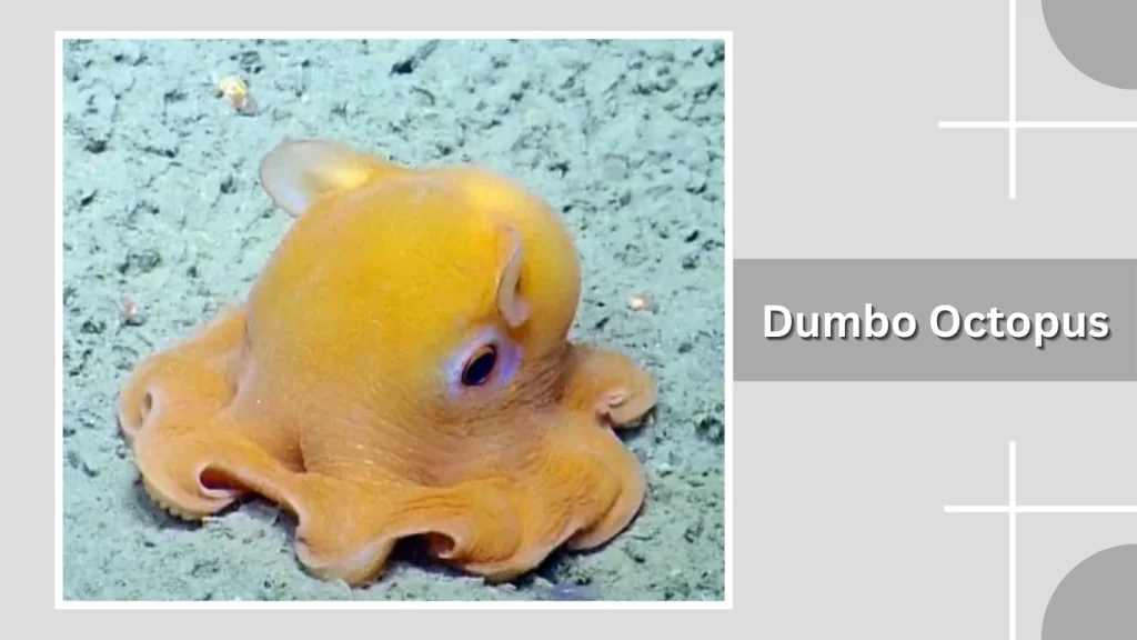 Dumbo Octopus