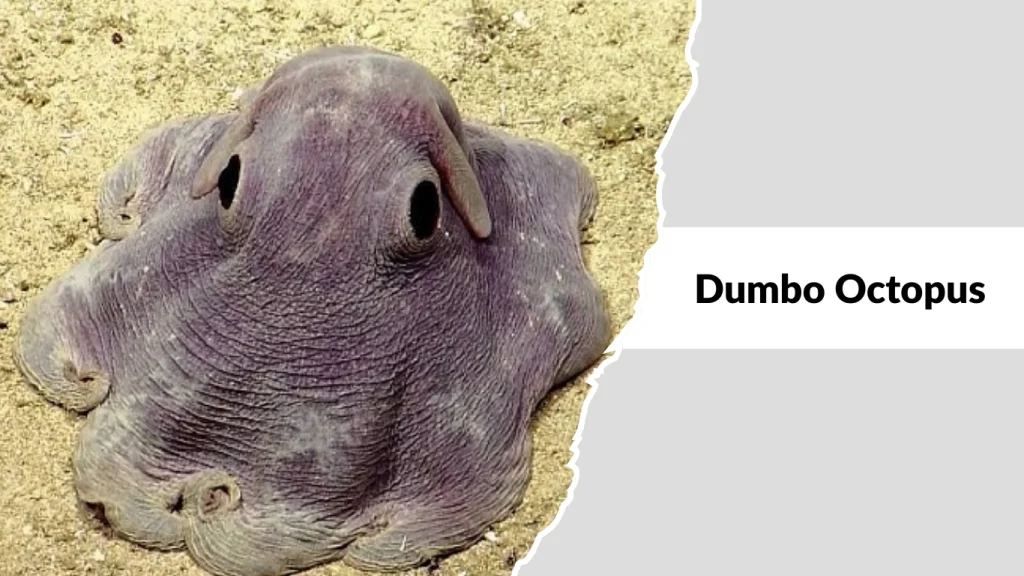 Dumbo Octopus (Grimpoteuthis spp.)