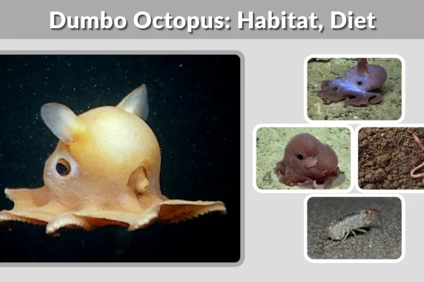 Dumbo Octopus Habitat, Diet, Facts, and Deep-Sea Life