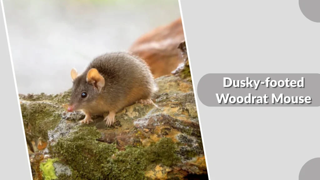 Dusky-footed Woodrat Mouse