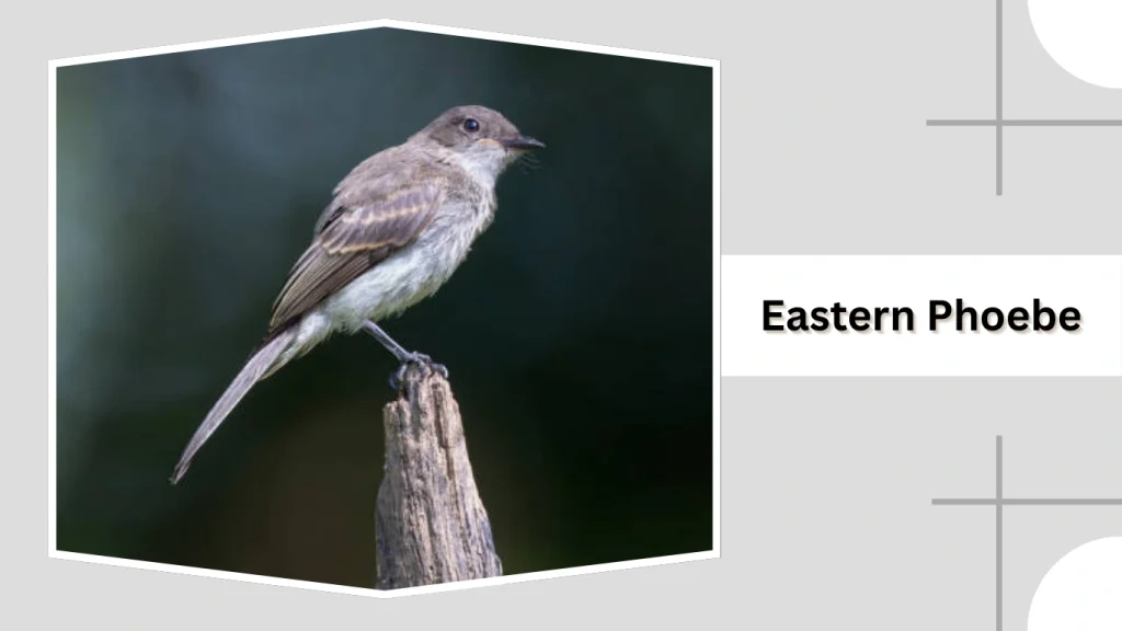 Eastern Phoebe