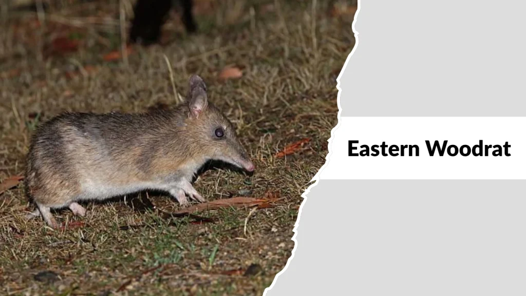 Eastern Woodrat