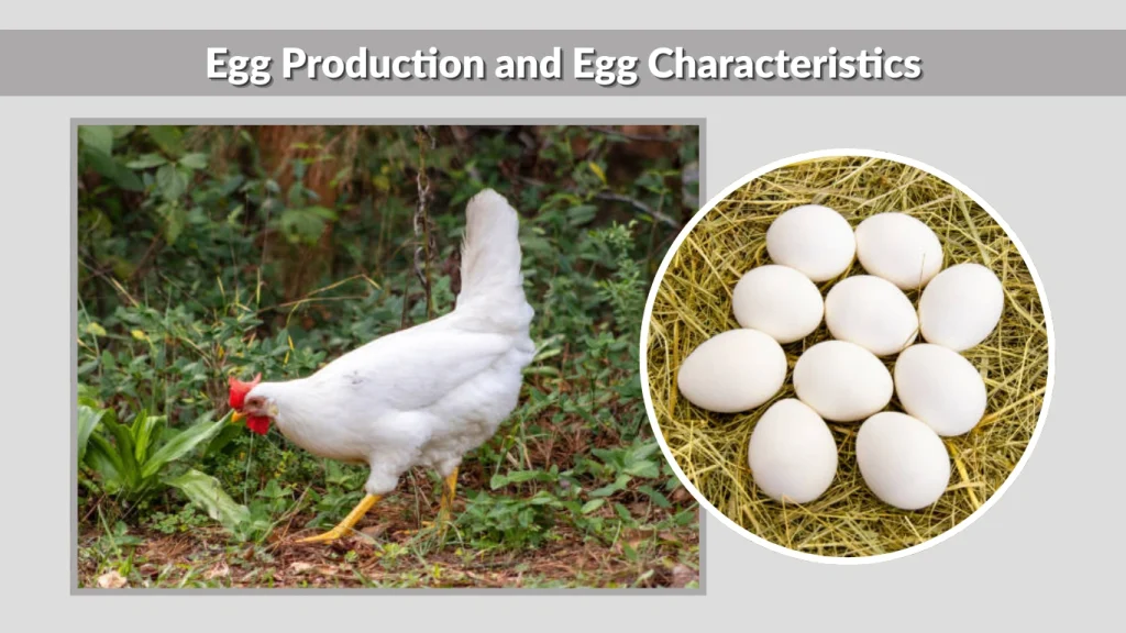 Egg Production and Egg Characteristics