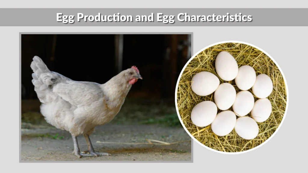 Egg Production and Egg Characteristics