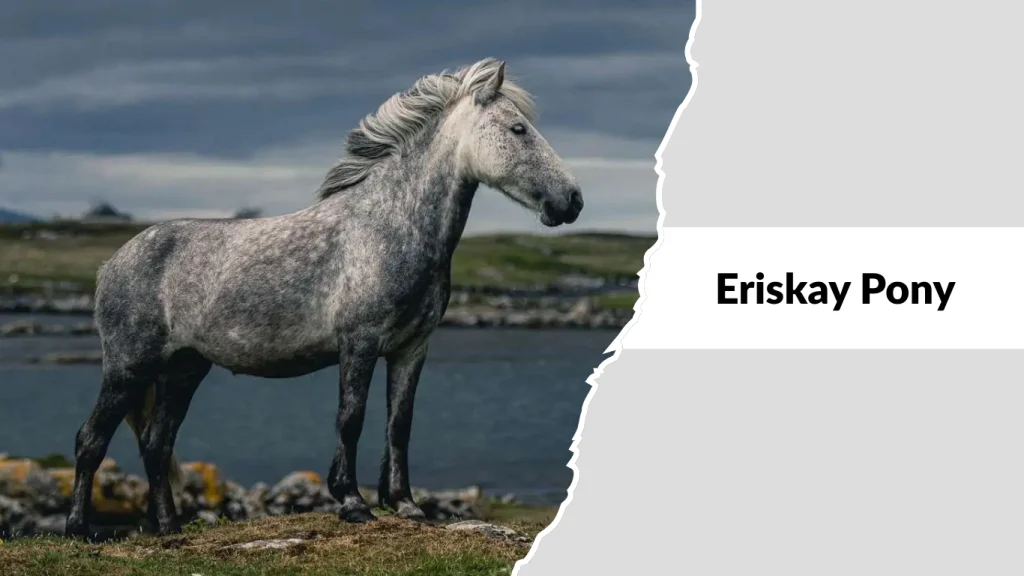 Eriskay Pony