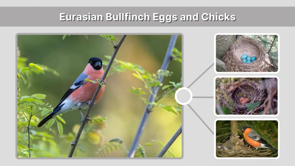 Bullfinch Eggs and Chicks