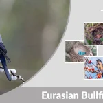 Eurasian Bullfinch Identification, Diet, Habitat & Facts