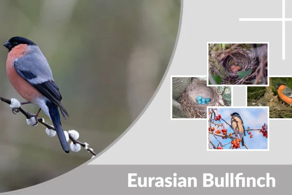 Eurasian Bullfinch Identification, Diet, Habitat & Facts