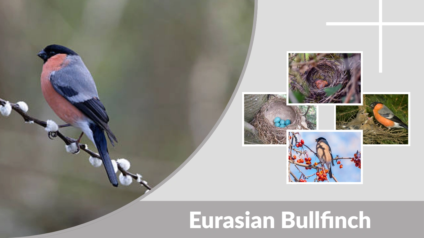 Eurasian Bullfinch Identification, Diet, Habitat & Facts
