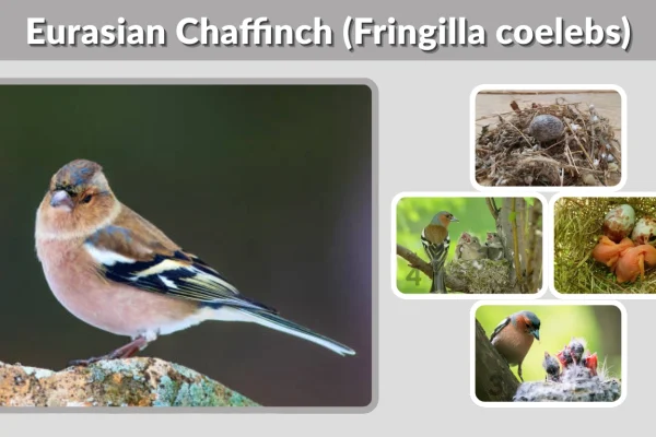 Eurasian Chaffinch (Fringilla coelebs) Identification, Habitat, Diet & Facts