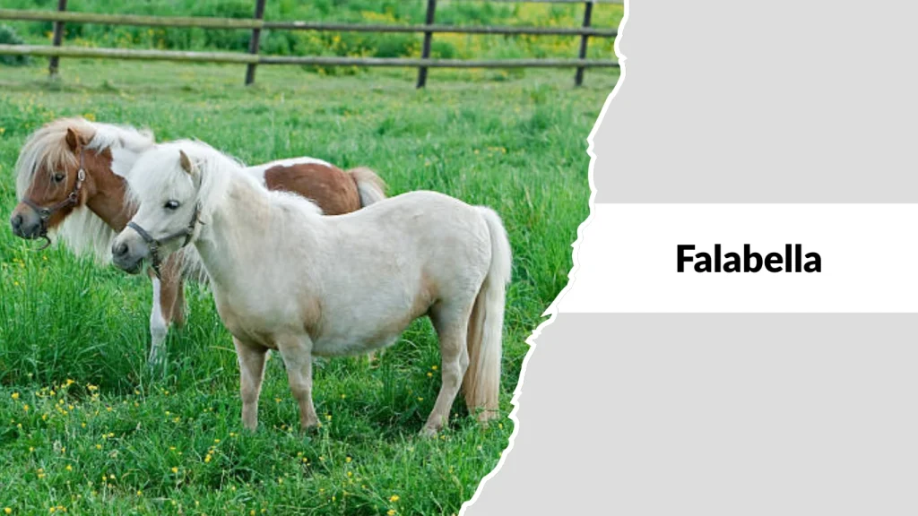 Falabella