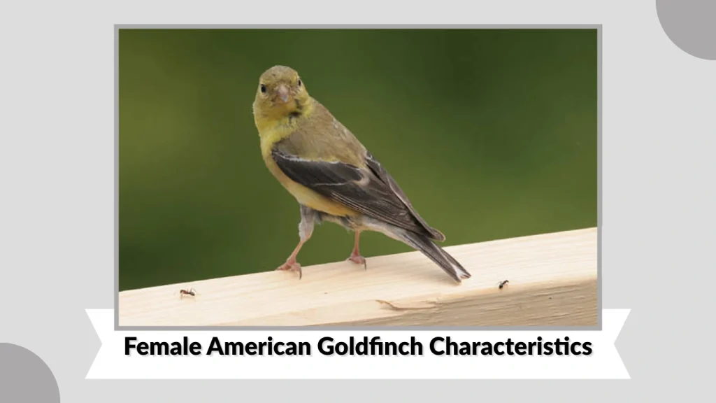 Female American Goldfinch Characteristics