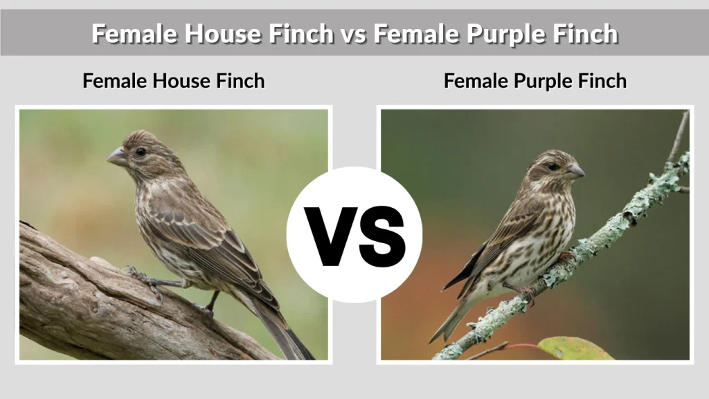 Female House Finch vs Female Purple Finch