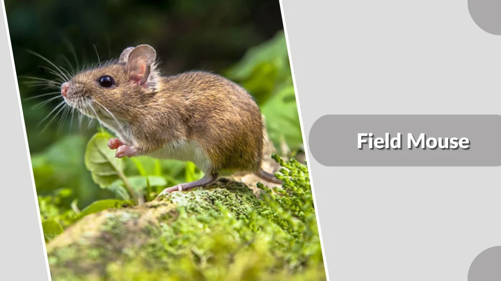 Field Mouse