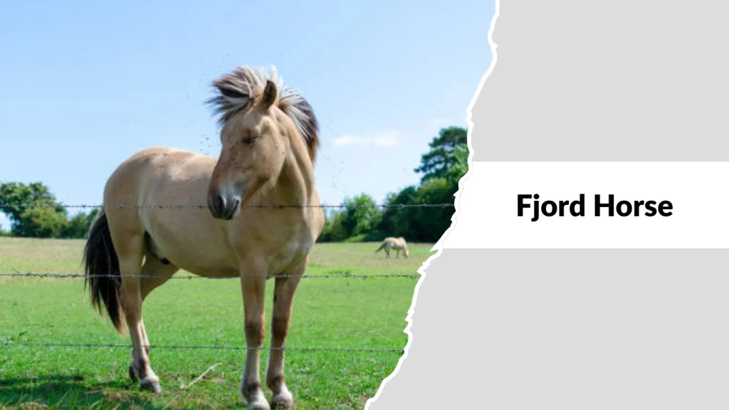 Fjord Horse