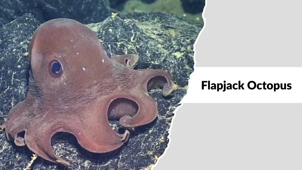 Flapjack Octopus (Opisthoteuthis californiana)