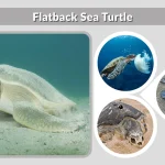 Flatback Sea Turtle Facts, Identification, Habitat & Life Cycle