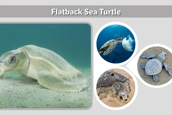 Flatback Sea Turtle Facts, Identification, Habitat & Life Cycle