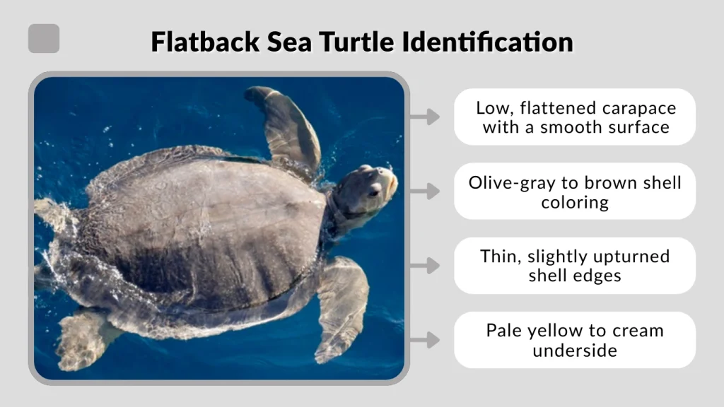 Flatback Sea Turtle Identification