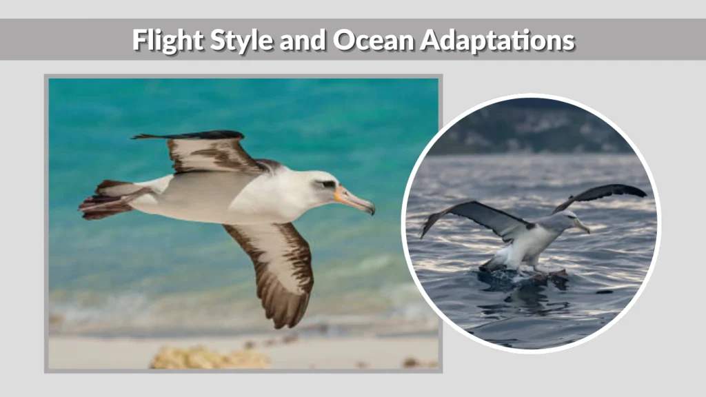 Flight Style and Ocean Adaptations