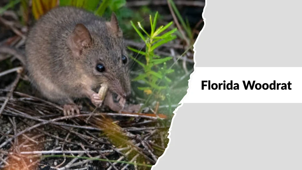 Florida Woodrat