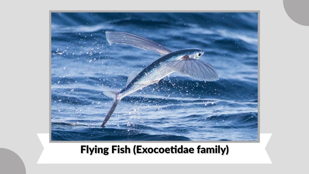 Flying Fish (Exocoetidae family)