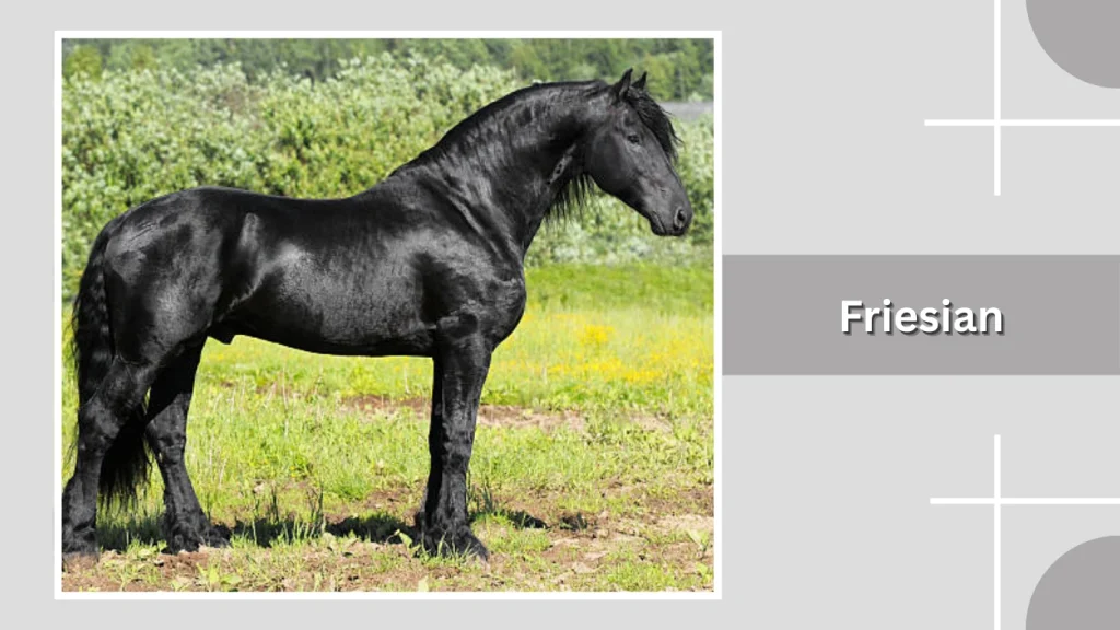 Friesian