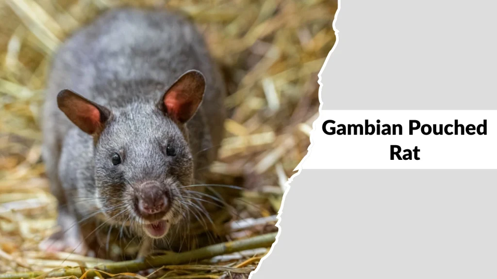 Gambian Pouched Rat