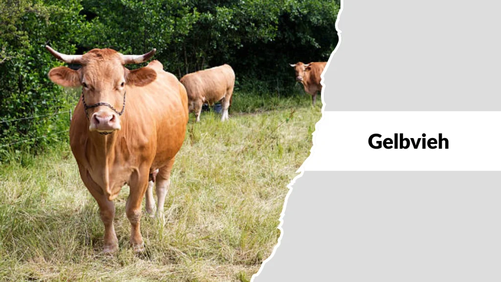 Gelbvieh