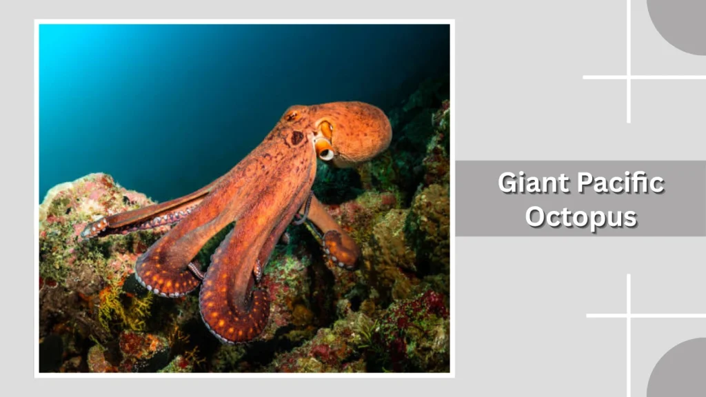 Giant Pacific Octopus