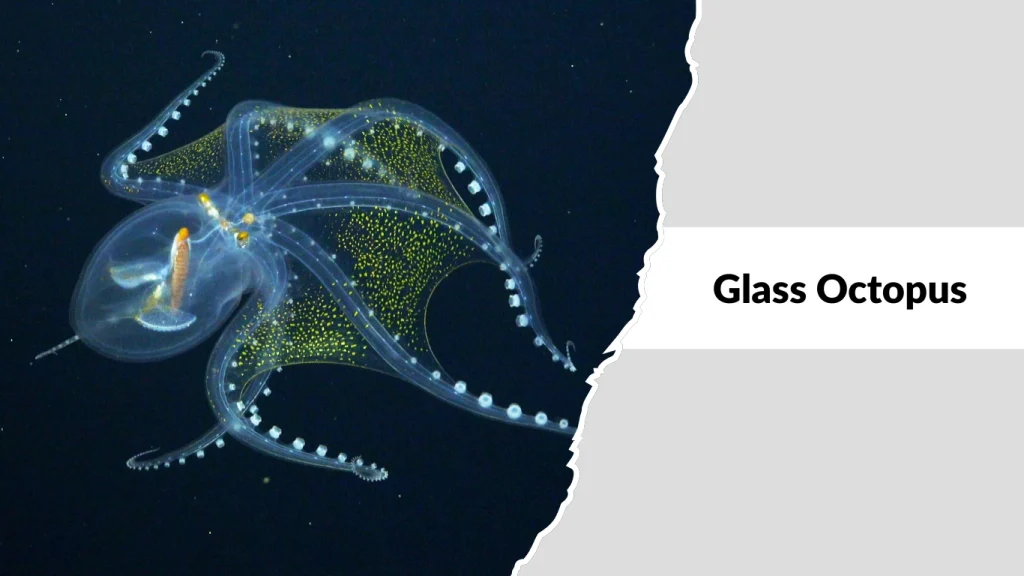 Glass Octopus (Vitreledonella richardi)