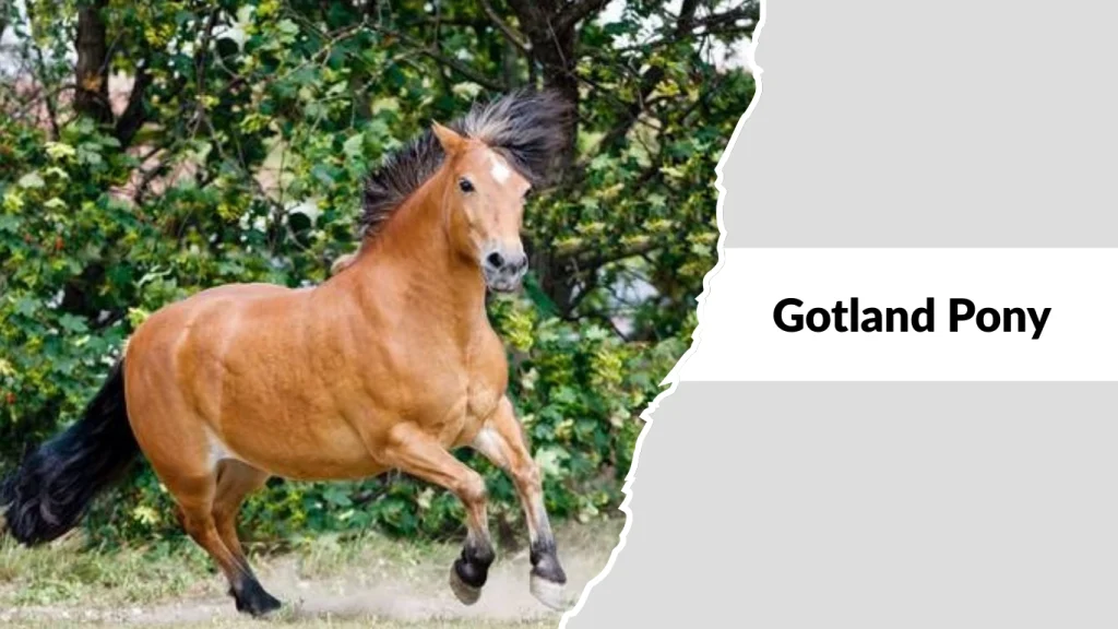 Gotland Pony