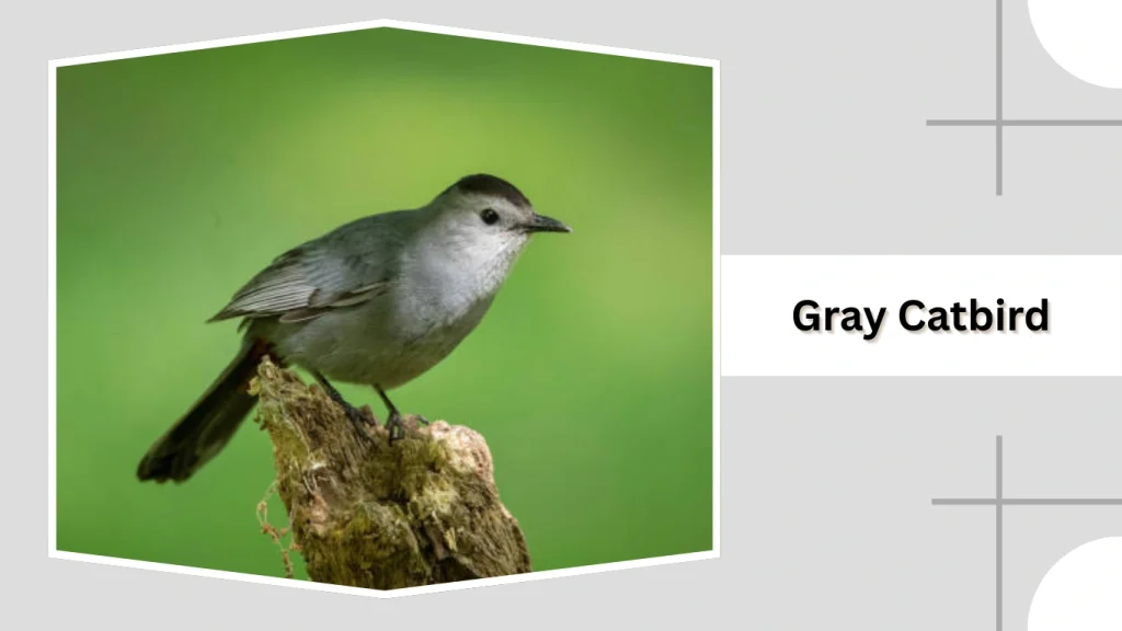 Gray Catbird
