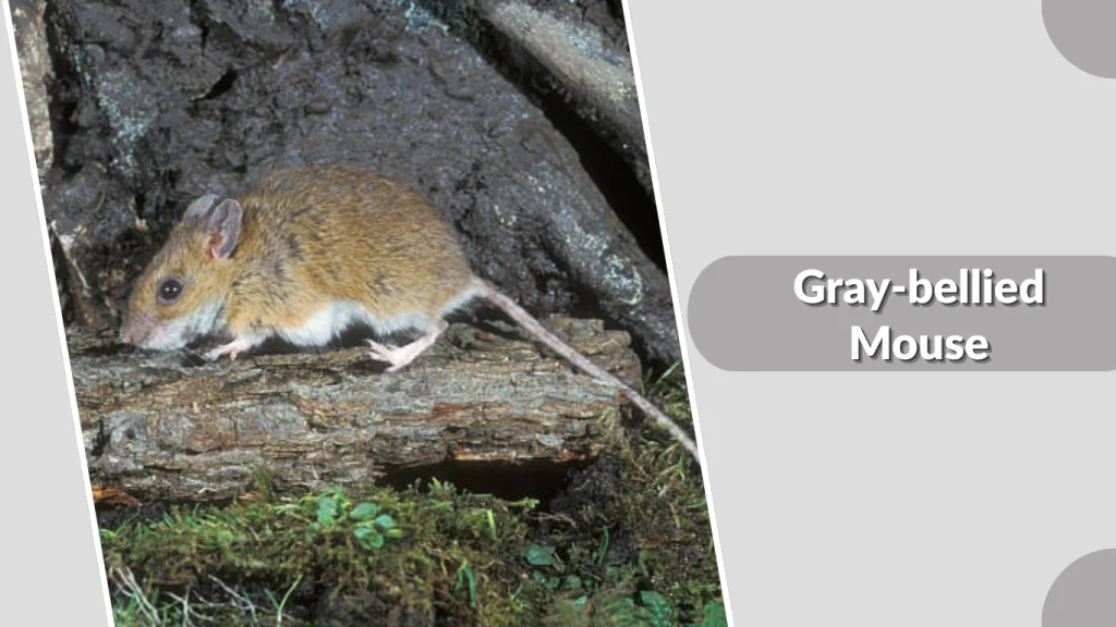Gray-bellied Mouse