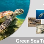 Green Sea Turtle Diet, Habitat, Behaviors, Identification, Lifecycle, Facts