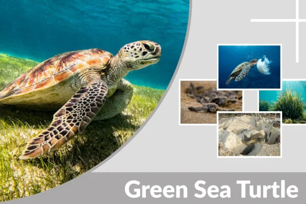 Green Sea Turtle Diet, Habitat, Behaviors, Identification, Lifecycle, Facts