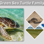 Green Sea Turtle Family Species, Classification & Facts