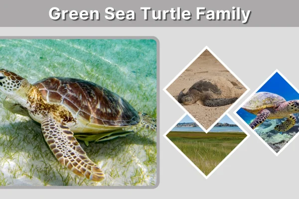Green Sea Turtle Family Species, Classification & Facts