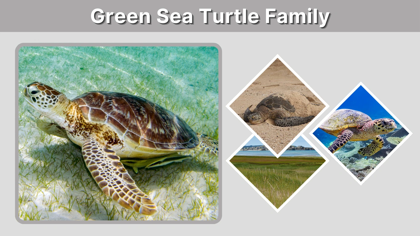 Green Sea Turtle Family Species, Classification & Facts