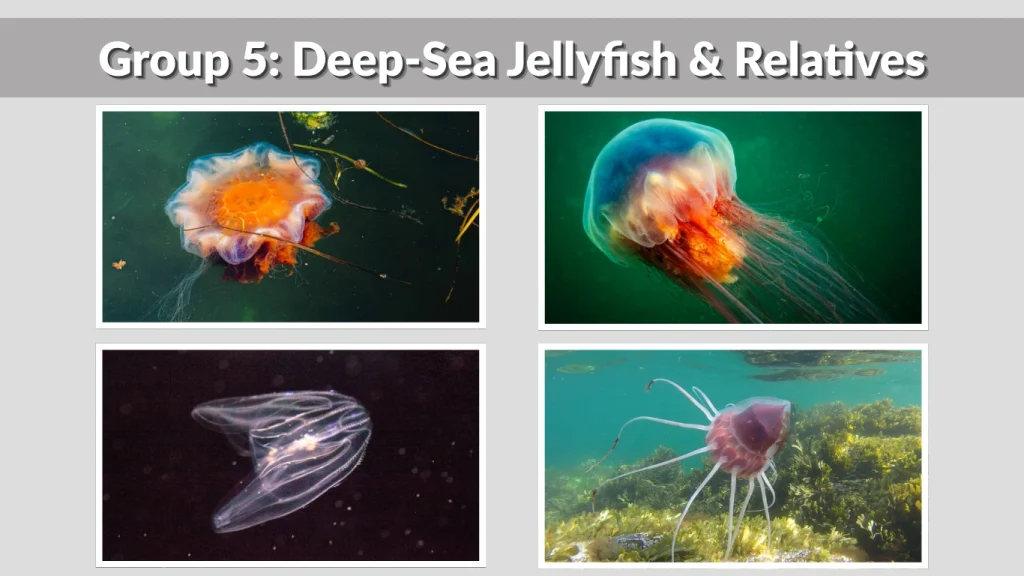 Group 5 Deep-Sea Jellyfish & Relatives