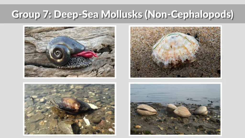 Group 7 Deep-Sea Mollusks (Non-Cephalopods)