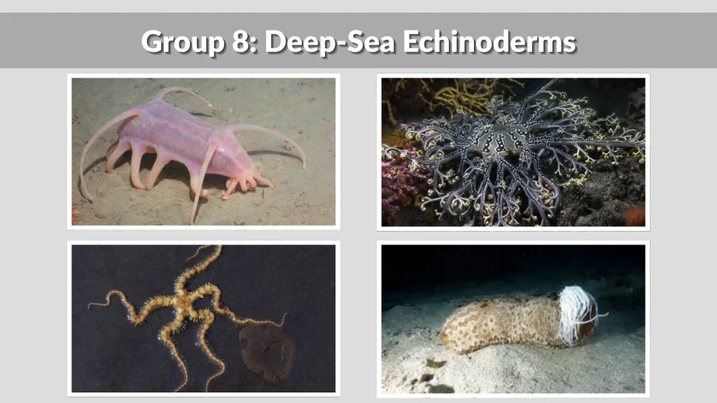 Group 8 Deep-Sea Echinoderms