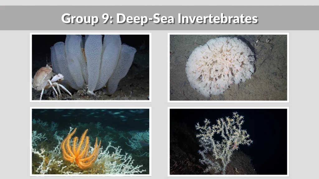 Group 9 Deep-Sea Invertebrates