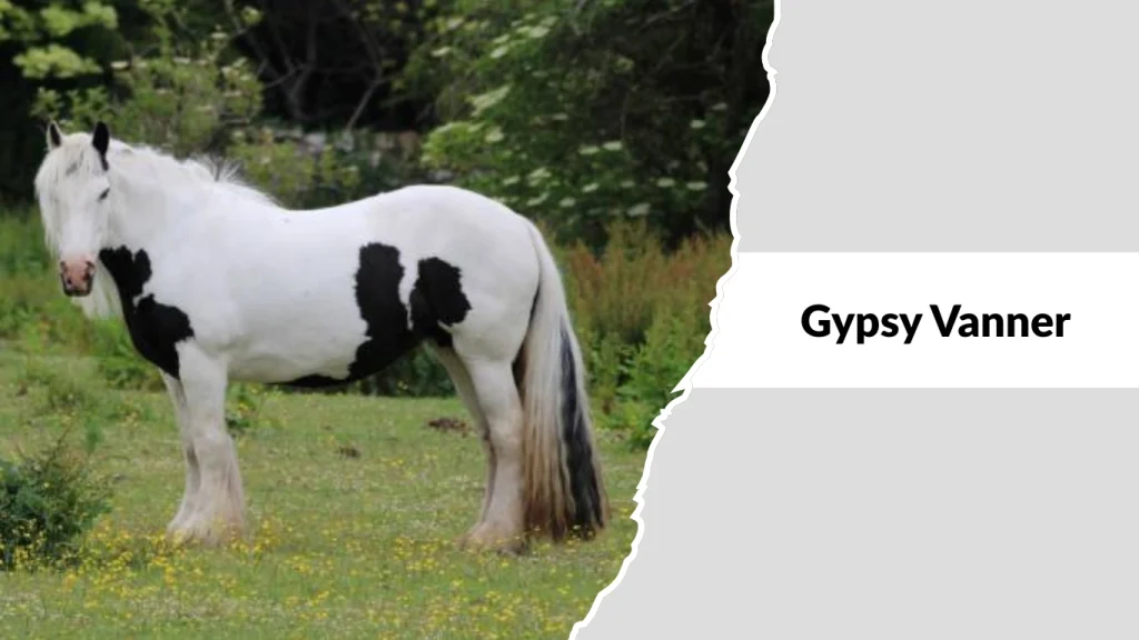 Gypsy Vanner